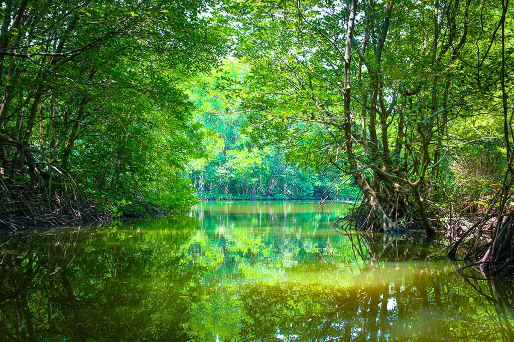 Schmaler Wasserkanal gesäumt von dichtem Mangrovenwald im Can Gio Reservat bei Ho Chi Minh City, mit spiegelnden Reflexionen des Blätterdachs auf dem grünen Wasser — das Reservat ist eines der größten Mangrovengebiete Südostasiens