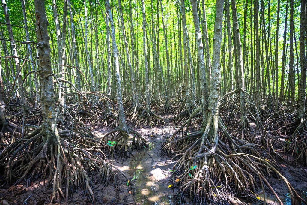 Dichter Wald junger Mangrovenbäume mit markanten Luftwurzeln im Can Gio Reservat, aufgenommen auf trockenem Boden zwischen Schlamm und stehendem Wasser — die charakteristische Wurzelstruktur der Mangrove macht das Ökosystem einzigartig