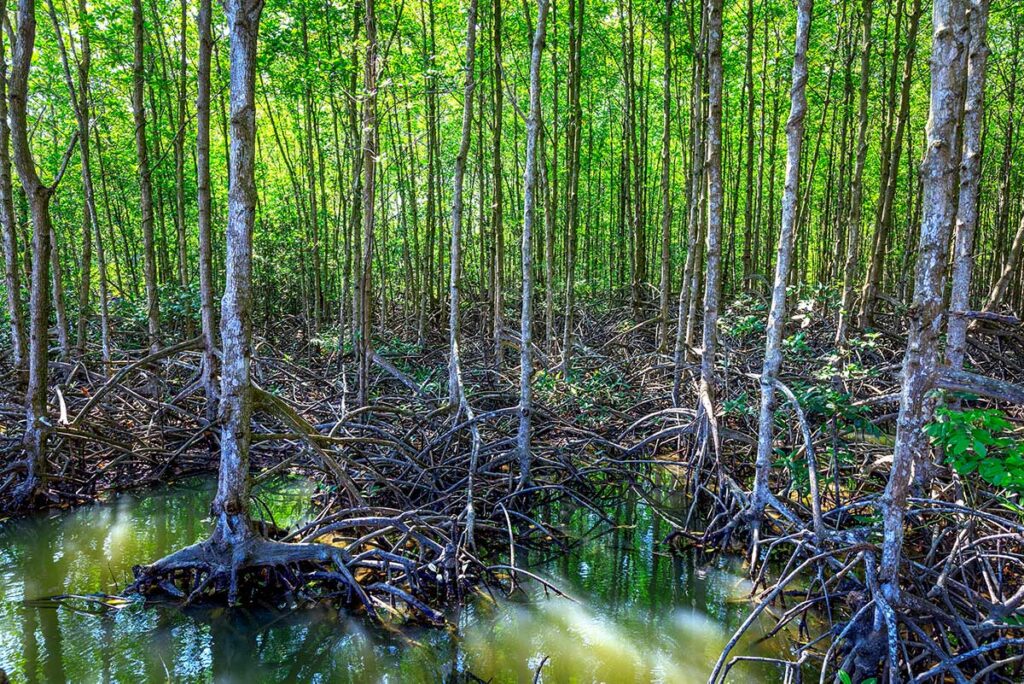 Gezeitenkanals im Can Gio Reservat, mit Reflexionen des Blätterdachs im Wasser — das Reservat wurde im Jahr 2000 von der Unesco als Biosphärenreservat anerkannt