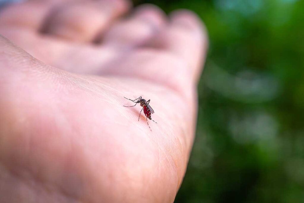 Nahaufnahme einer Stechmücke die Blut aus einer menschlichen Hand saugt, Mücken sind in Vietnam eine Gefahr als Überträger von Dengue und Malaria