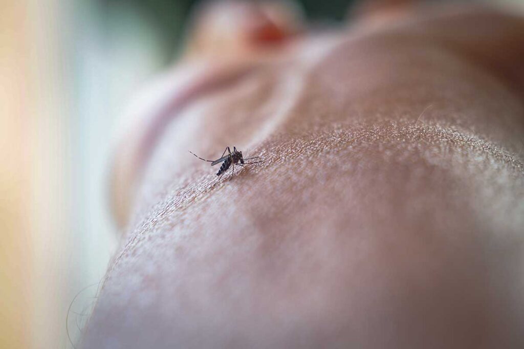 Nahaufnahme einer stechenden Mücke auf menschlicher Haut — der Grund, warum wirksamer Mückenschutz in Vietnam unverzichtbar ist