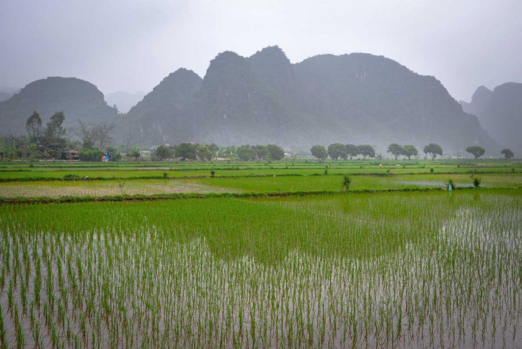 Grüne Reisfelder mit Wasserflächen auf dem vietnamesischen Land umgeben von Karstbergen im Nebel — eine typische Landschaft, in der Mücken in Vietnam aktiv sind