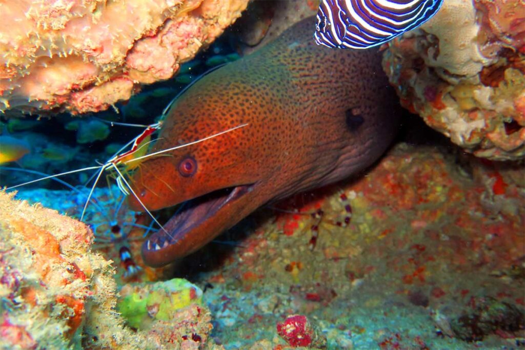 Braune Muräne schaut aus einem Riffspalt bei Nha Trang, während ein gebänderter Korallenkrebs in der Nähe steht — Muränen werden häufig in den Felsspalten bei Hon Mun gesichtet und gehören zu den bekanntesten Bewohnern der Unterwasserwelt beim Tauchen bei Nha Trang