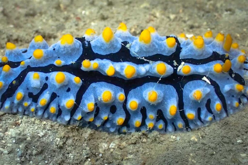 Blaue Nacktschnecke mit gelben Punkten und Rippen auf dem Sandboden beim Makrotauchen bei Nha Trang — diese Art Nacktschnecke wird regelmäßig bei Hon Mun gesichtet und ist ein beliebtes Motiv für Unterwasserfotografen