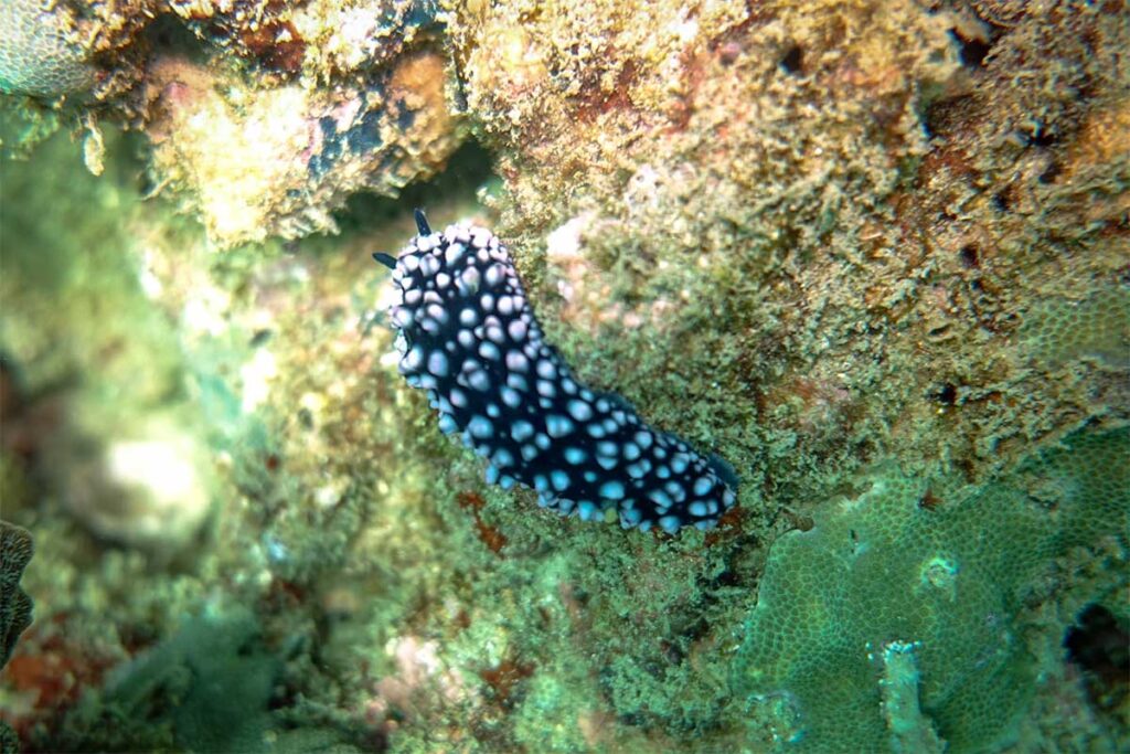 Schwarze Nacktschnecke mit weißen Flecken an einer bewachsenen Felswand bei Phu Quoc — dieser Nacktschneckentyp wird in Spalten und an Felswänden beim Tauchen bei Phu Quoc gefunden und ist ein Favorit für Makrofotografen