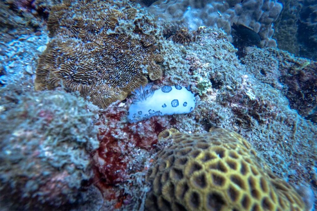 Weiße Nacktschnecke mit blauen Flecken kriecht zwischen Hirn- und Steinkorallen am Riff bei Phu Quoc — Makrotauchen bei Phu Quoc bringt solche kleinen, aber auffälligen Meerestiere zum Vorschein