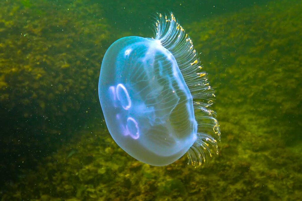 Blaue Ohrenqualle schwebt unter Wasser mit violetten ringförmigen Gonaden durch die Glocke sichtbar, umgeben von grünen Wasserpflanzen