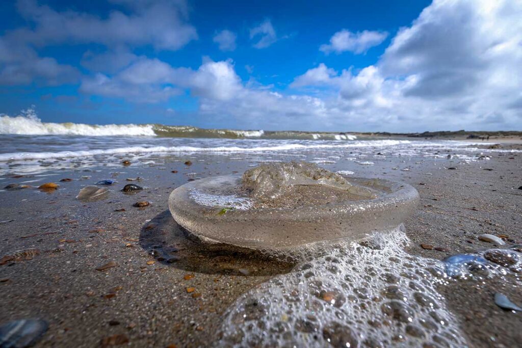 Durchsichtige Ohrenqualle an einem Sandstrand mit Muscheln, Wellen im Hintergrund und blauem Himmel mit Wolken