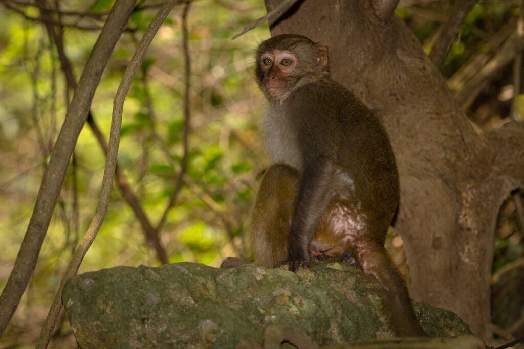 Rhesusaffe sitzt auf einem Felsen im Wald des Son-Tra-Halbinsels bei Da Nang und schaut zurück — einer der Affen, die man in Vietnam in der Wildnis antreffen kann