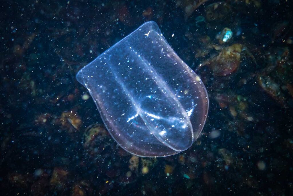 Transparente Rippenqualle schwebt in dunklem Wasser über einem farbenfrohen Meeresboden mit blau-violett leuchtendem Rand