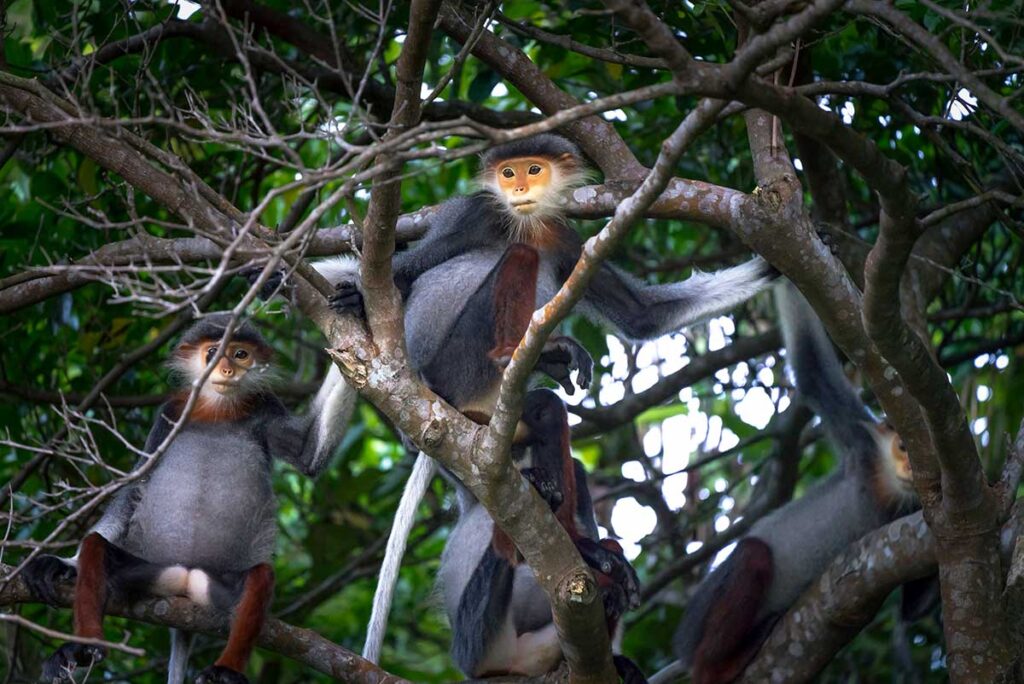 Gruppe Rotbeiniger Doucs sitzt hoch in den Bäumen der Son-Tra-Halbinsel — die größte Wildpopulation dieser bedrohten Affenart in Vietnam