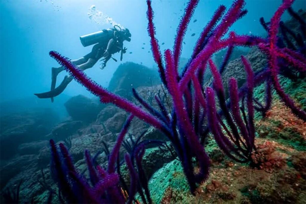 Scubataucher schwebt an lila Weichkorallen und Felsformationen am Riff der Cham-Inseln entlang — die Unterwasserwelt bei Hoi An ist bekannt für ihre reichen Korallenformationen und klare Sicht
