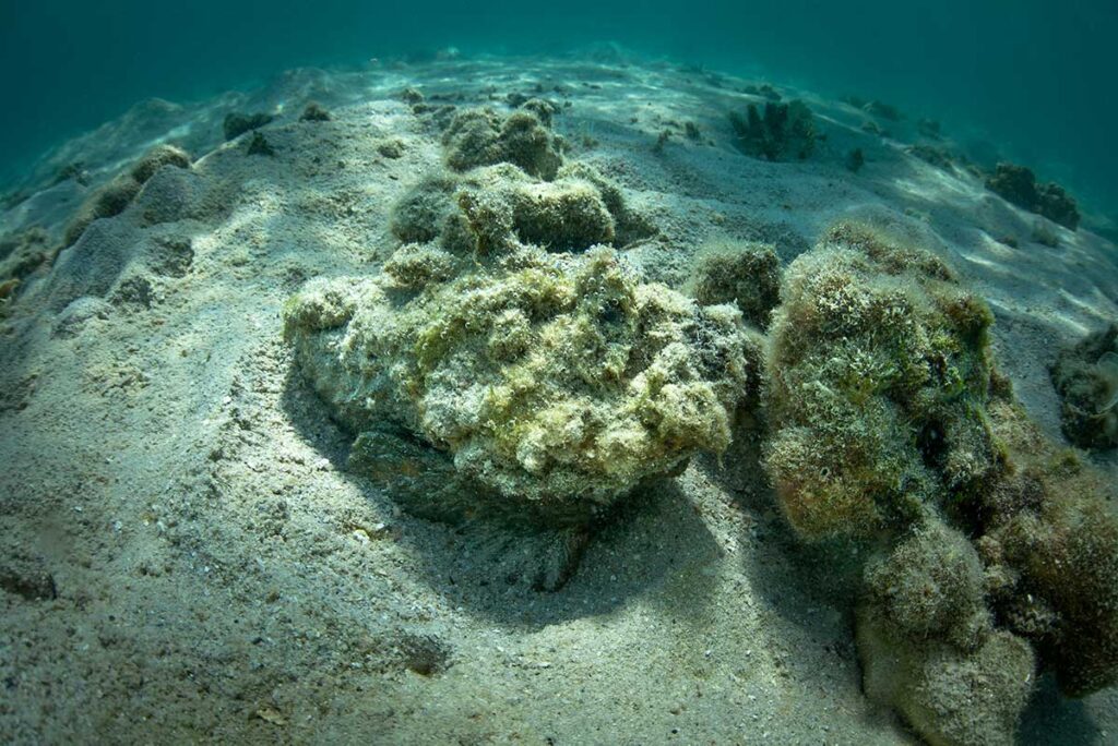 Steinfisch perfekt getarnt auf dem Meeresgrund in Vietnam, der giftigste Fisch der Welt und eine reelle Gefahr für Schwimmer und Schnorchler