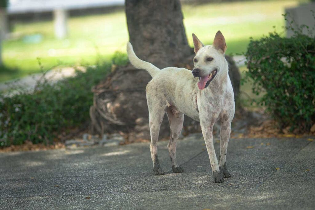 Magerer Streunerhund läuft über die Straße in Vietnam, eine potenzielle Gefahr für Reisende wegen des Tollwutrisikos