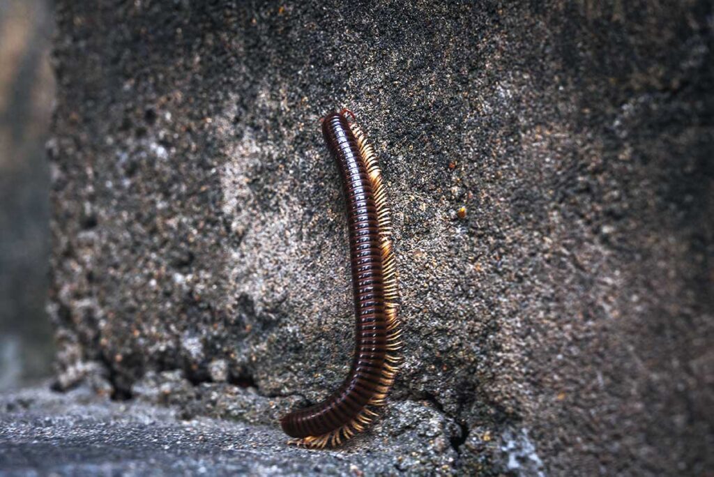 Große Tausendfüßler kriecht an einer Steinmauer entlang, ein Insekt das in Vietnam vorkommt und einen schmerzhaften Biss verursachen kann