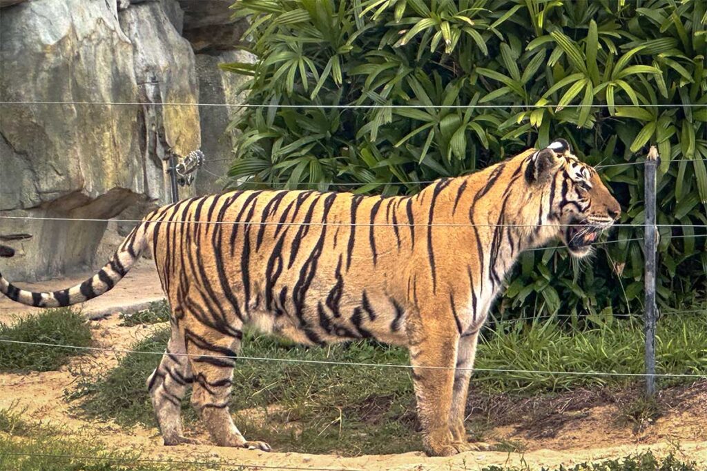 Tiger hinter einem Zaun in einem Safaripark bei Hoi An in Vietnam, einer der wenigen Orte wo Reisende Tiger in Vietnam sehen können
