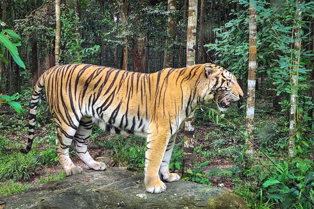 Tiger stehend auf einem Felsen im Safaripark von Phu Quoc in Vietnam, umgeben von tropischem Wald