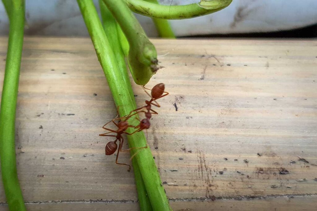 Rote Webameisen klettern an einem grünen Stängel auf einem Holzuntergrund, Webameisen kommen häufig in Vietnam vor und können einen schmerzhaften Biss verursachen