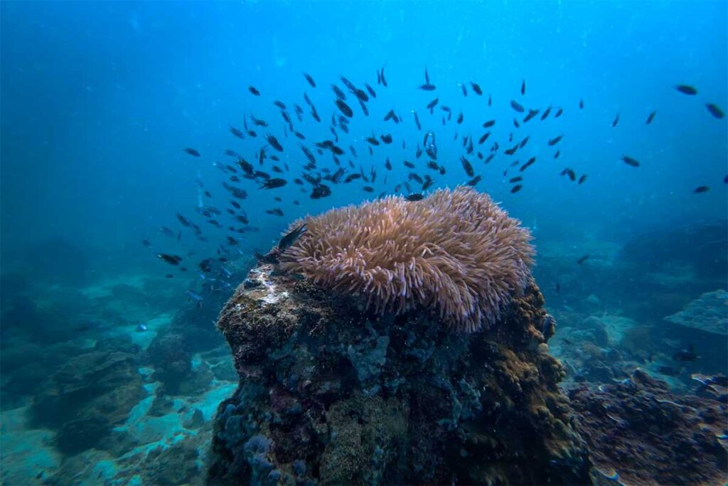 Große Anemone auf einem Felsblock mit einem Schwarm kleiner dunkler Rifffische drumherum bei Phu Quoc — solche Szenen sind typisch für die Unterwasserwelt beim Tauchen bei Phu Quoc