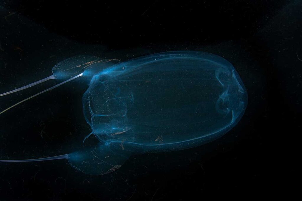Durchsichtige Würfelqualle schwebt in dunklem Wasser mit blauem Schimmer und langen Tentakeln auf beiden Seiten
