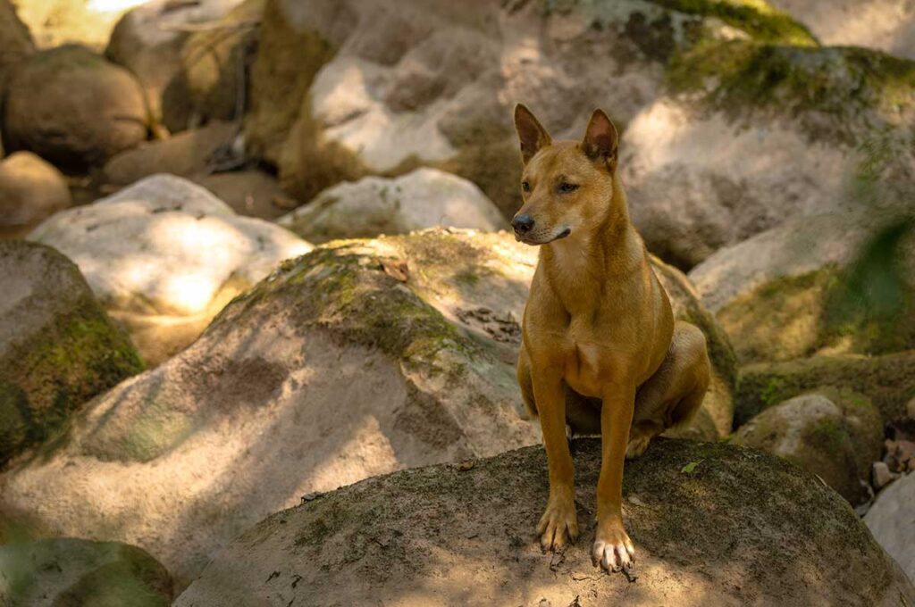 Brauner Streunerhund sitzt auf einem Felsen in der vietnamesischen Natur — Kontakt mit unbekannten Hunden zu vermeiden ist einer der wichtigsten Ratschläge zu Tollwut in Vietnam