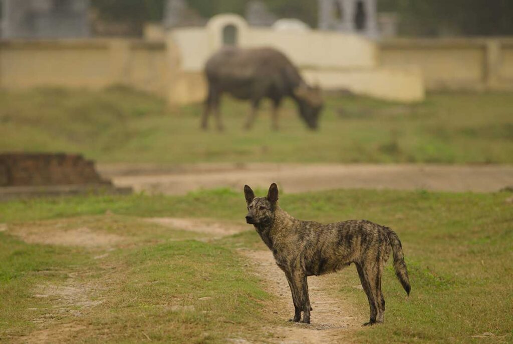 Magerer Streunerhund steht wachsam auf einem unbefestigten Weg auf dem vietnamesischen Land mit einem Wasserbüffel im Hintergrund — Streunerhunde sind der häufigste Überträger von Tollwut in Vietnam