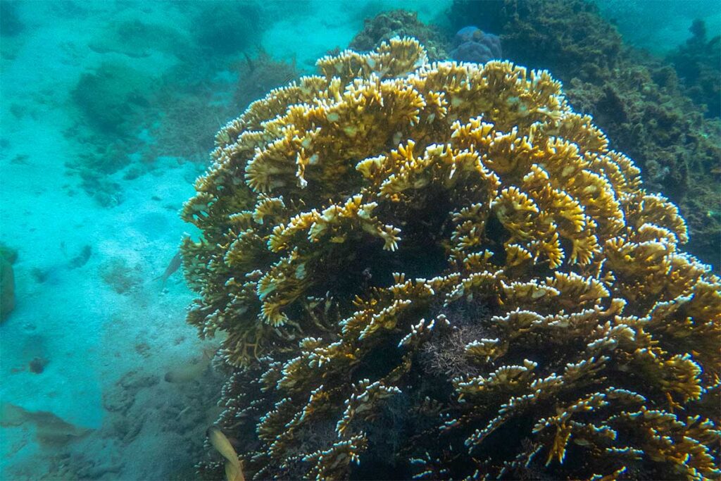Große gelbe Korallformation unter Wasser in der Ninh Van Bay mit kleinen Fischen im Hintergrund — das klare Wasser macht das Schnorcheln in der Ninh Van Bay lohnenswert