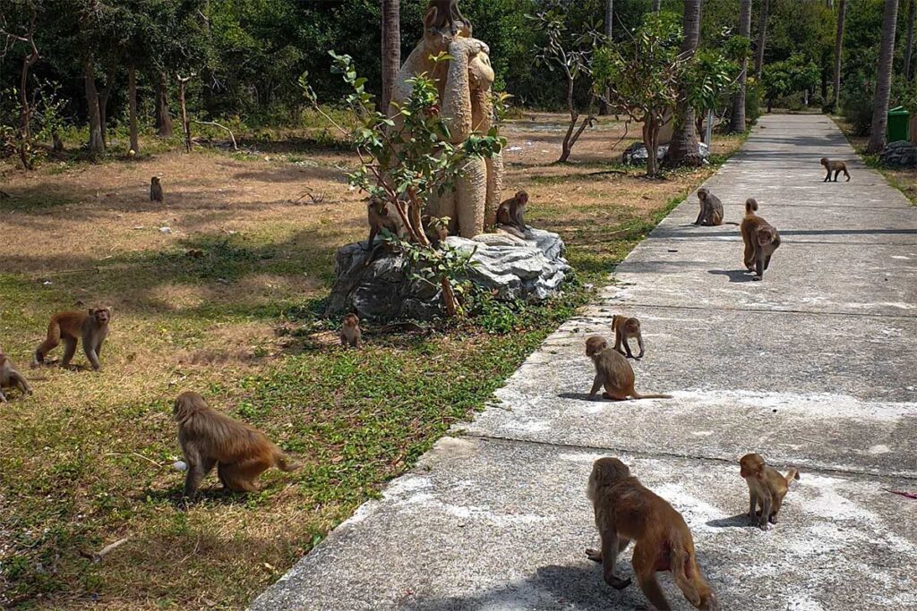 Gruppe Makakenaffen läuft frei auf einem Weg auf Monkey Island bei Nha Trang — die Insel ist für ihre Affenshow bekannt, wird aber von Tierschutzorganisationen nicht empfohlen