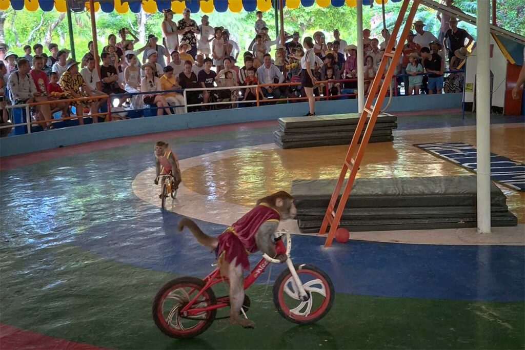 Affen in Kostümen fahren auf kleinen Fahrrädern während einer Show für Touristen auf Monkey Island bei Nha Trang — ein Beispiel für die erzwungenen Tiervorführungen, für die die Insel kritisiert wird