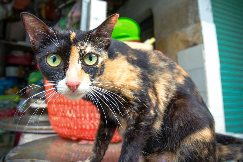 Verwilderte Katze auf einem vietnamesischen Markt schaut direkt in die Kamera — Katzen sind nach Hunden die häufigste Quelle von Tollwut in Vietnam
